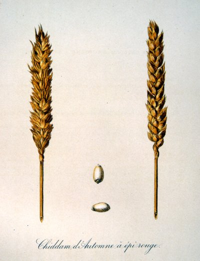 Illustrazione francese del XIX secolo di spighe di grano da Unbekannter Künstler