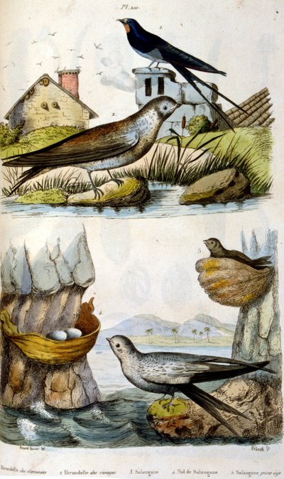Francese. Illustrazione colorata. datata circa 1884. raffigurante uccelli fluviali e costieri da Unbekannter Künstler