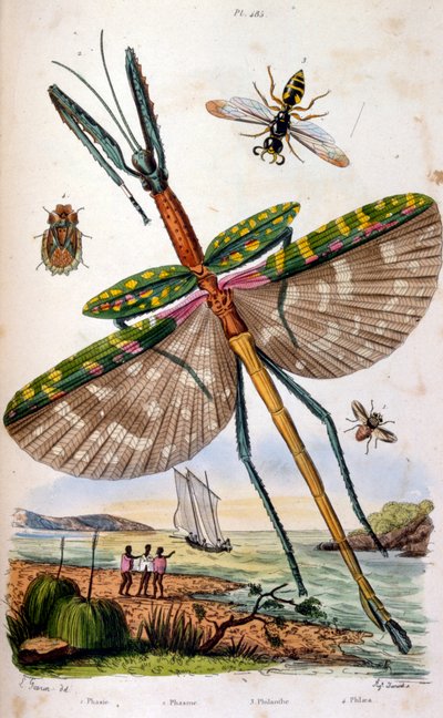 Francese. Illustrazione colorata. datata circa 1884. raffigurante vari insetti tropicali tra cui una grande libellula da Unbekannter Künstler
