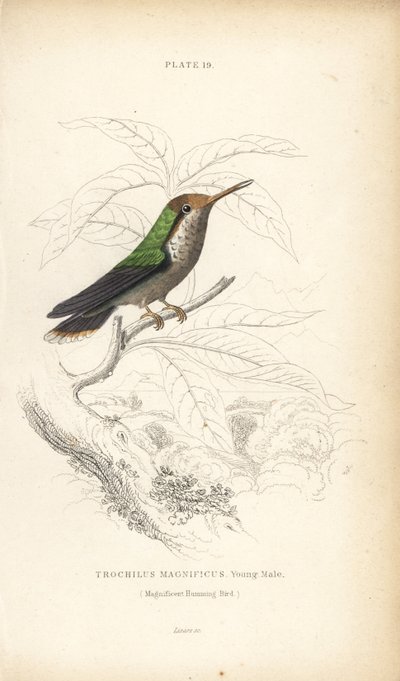 Colibrì magnifico, Lophornis magnificus, giovane maschio. Incisione a mano colorata da William Lizars dal libro di Sir William Jardine