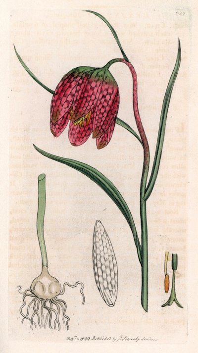 Fritillaria meleagris (Fritillaria meleagris) - Litografia basata su un disegno di James Sowerby per Smith