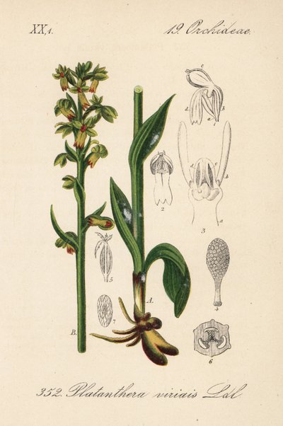 Orchidea rana - Orchidea rana, Dactylorhiza viridis (Platanthera viridis) da Unbekannter Künstler