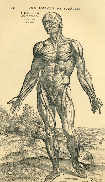 Fronte del corpo umano maschile, uno studio anatomico originariamente pubblicato in De Humani Corporis Fabrica Libri Septem di Andreas Vesalius, pubblicato a Basilea da Unknown