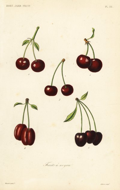 Frutti a nocciolo da Unbekannt