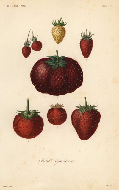 Frutti leguminosi da Unbekannt