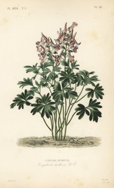 Corydalis solida, Corydalis solida da Unbekannt