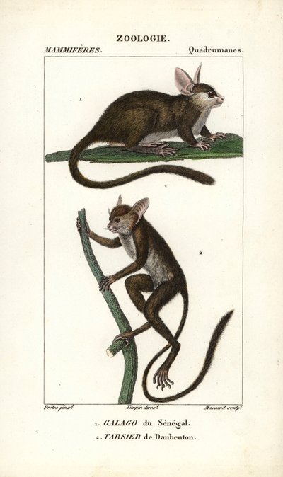 Galago del Senegal e tarsio di Daubenton - Acquaforte di Jean Gabriel Pretre (1780-1845), inciso da Carnonkel, per il dizionario delle scienze naturali: mammiferi di Frederic Cuvier, a cura di Pierre Jean Francois Turpin (1775-1840), pubblicato da F.G.Levr da Unbekannter Künstler