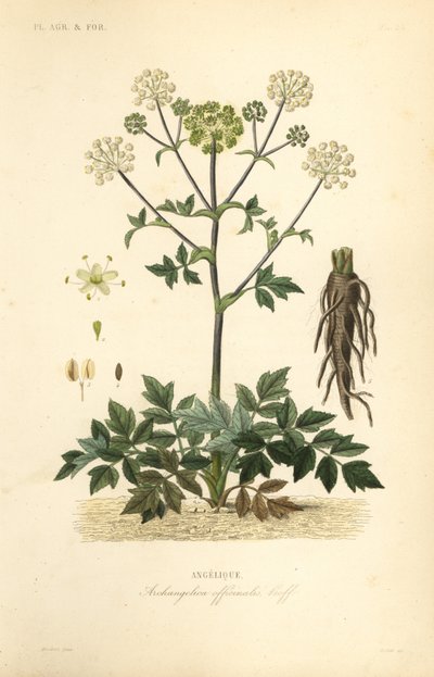 Angelica selvatica o sedano selvatico, Angelica archangelica da Unbekannt