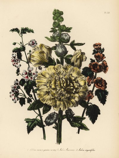 Althaea rosea, Malva munroana e Malva angustifolia. Cromolitografia rifinita a mano di Henry Noel Humphreys da un