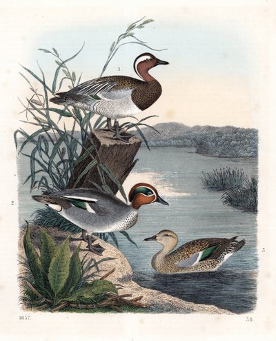 Garganey - anatra estiva e anatra comune (litografia) da Unbekannter Künstler