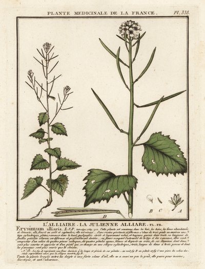 Alliaria petiolata da Unbekannter Künstler