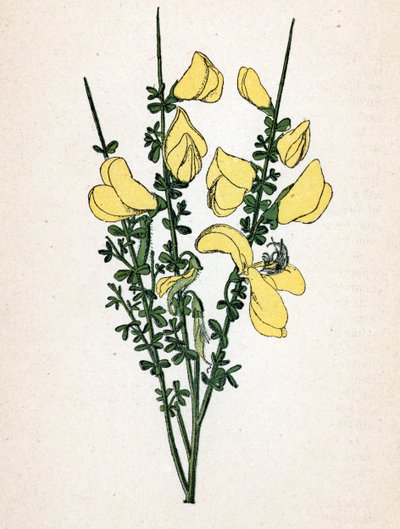 Ginestra (Cytisus scoparius) Tavola botanica da 