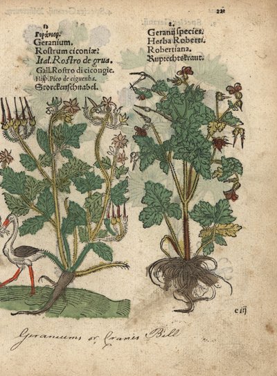 Geranio o becco di gru, specie di Geranio, e Erba Robert, Geranium robertianum da Unbekannter Künstler