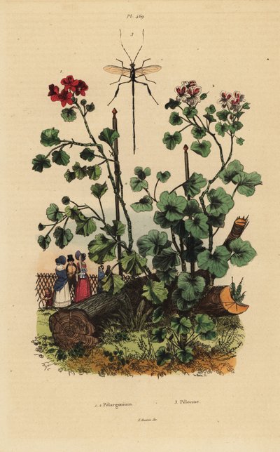Specie di geranio, Pelargonium daveyanum 1 e Pelargonium macranthon 2 da Unbekannt