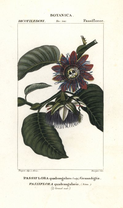 Granadilla gigante da Unbekannter Künstler
