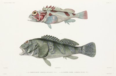 Pesce falco gigante e Scorfano da Unbekannter Künstler