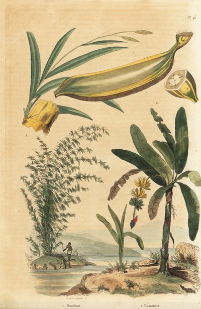 Pianta di bambù gigante spinoso, Bambusa bambos (Bambos arundinacea) e albero di banane con frutti e sezione trasversale, Musa paradisiaca da Unbekannt