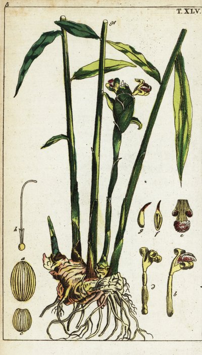 Pianta di zenzero e radice, Zingiber officinale da Unbekannter Künstler