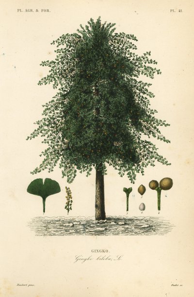 Ginkgo, Ginkgo biloba da Unbekannt