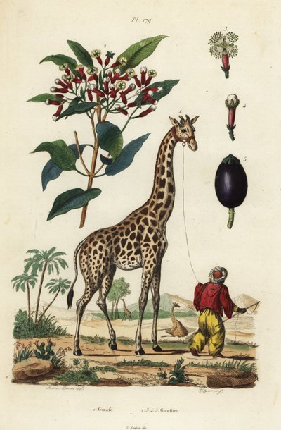 Giraffa, Giraffa camelopardalis, con custode e albero di chiodi di garofano, Syzygium aromaticum da Unbekannt