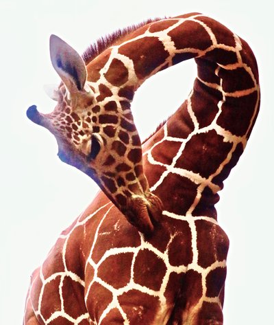 Giraffa, Sarara, 2017 (fotografia) da Unbekannter Künstler