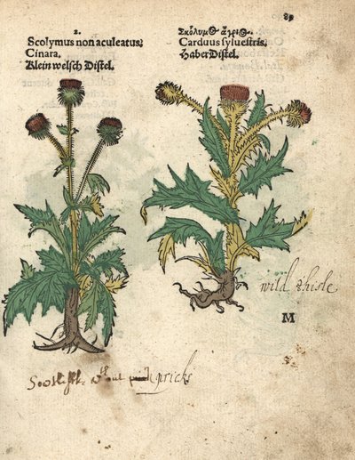 Carciofo, Cynara cardunculus var. scolymus, e cardo selvatico, Carduus sylvestris da Unbekannter Künstler