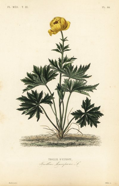 Trollio europeo, Trollius europaeus da Unbekannt