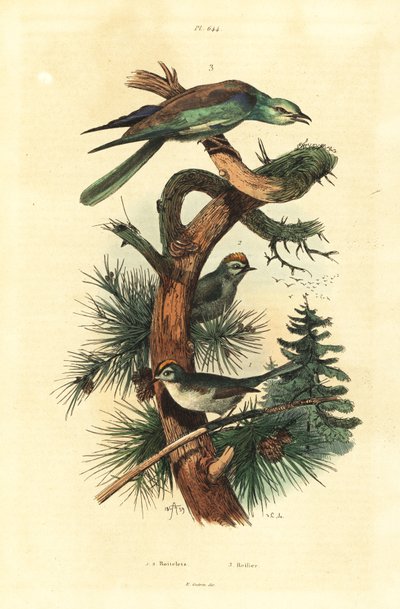 Regoli, Regulus regulus, e ghiandaia marina europea, Coracias garrulus da Unbekannt