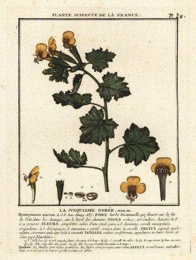 Giusquiamo dorato, Hyoscymus aureus da Unbekannter Künstler