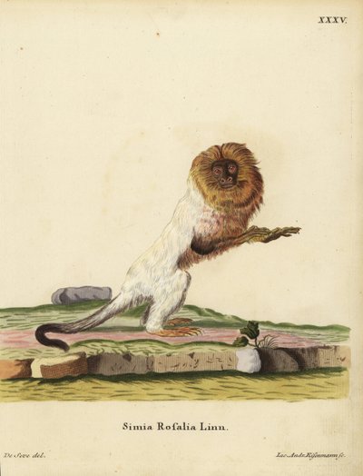 Tamarino leone dorato o marmosa dorata, Leontopithecus rosalia. In pericolo. Simia rosalia Linn. Incisione a mano colorata su rame di Jakob Andreas Eisenmann dopo un