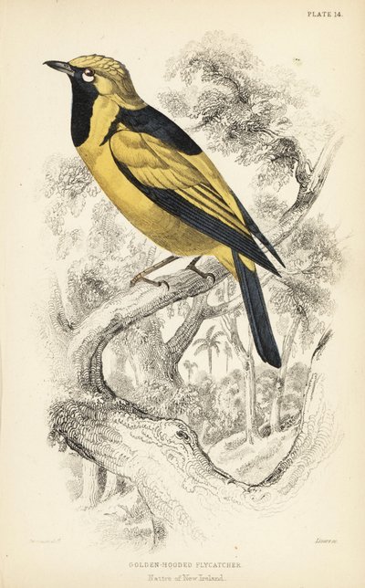 Monarca dorato, Carterornis chrysomela da Unbekannter Künstler