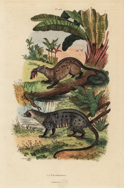 Zibetto dorato, Paradoxurus zeylonensis e zibetto delle palme asiatico, Paradoxurus hermaphroditus da Unbekannt