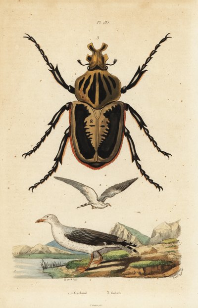 Scarabeo Golia, Goliathus goliatus, e gabbiano comune, Larus canus da Unbekannt