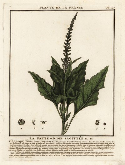 Chenopodium bonus-henricus da Unbekannter Künstler