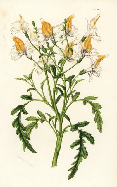 Schizanthus di Graham, Schizanthus grahamii. Litografia colorata a mano da Flowers of the Gardens and Hothouses of Europe di Louis van Houtte e Charles Lemaire, Flore des Serres et des Jardins de l