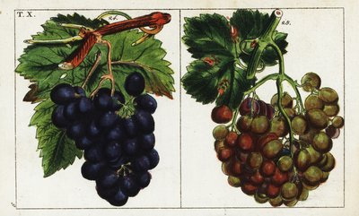 Varietà di uva, Vitis vinifera da Unbekannter Künstler