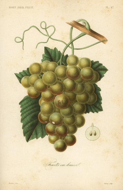 Uva, Vitis vinifera da Unbekannt