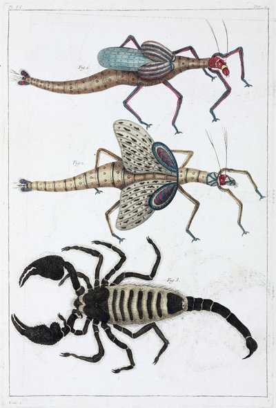 Cavallette e scorpione da Unbekannt
