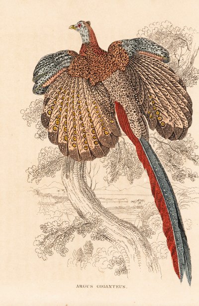 Fagiano argus maggiore, Argusianus argus (Argus giganteus). Litografia colorata a mano dalla 