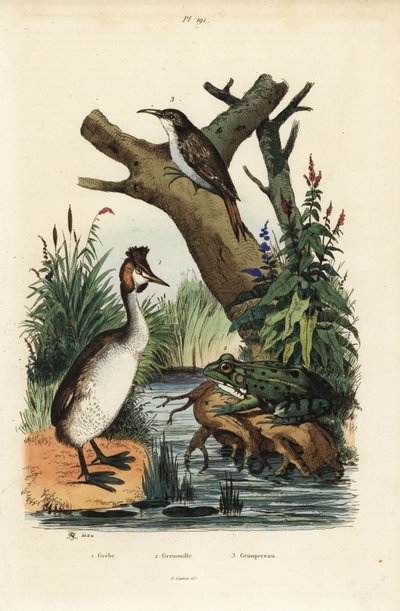 Svasso maggiore, Podiceps cristatus, rana verde, Pelophylax esculentus, e rampichino eurasiatico, Certhia familiaris da Unbekannt