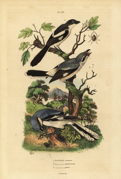 Averla maggiore, Lanius excubitor, averla dal dorso grigio, Lanius excubitoroides, e averla fiscale, Lanius collaris da Unbekannt
