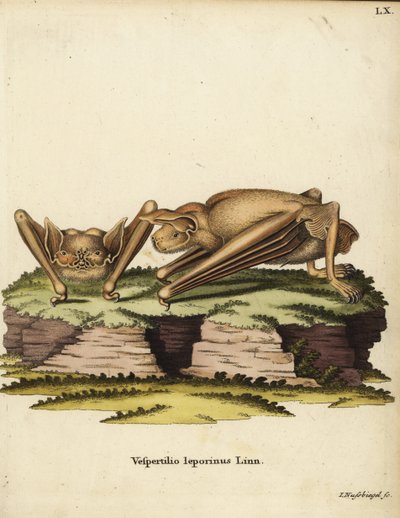Pipistrello bulldog maggiore, Noctilio leporinus. Vespertilio leporinus Linn. Incisione a mano colorata su rame di Johann Nussbiegel da Illustrazioni animali di Johann Christian Daniel Schreber da Unbekannter Künstler