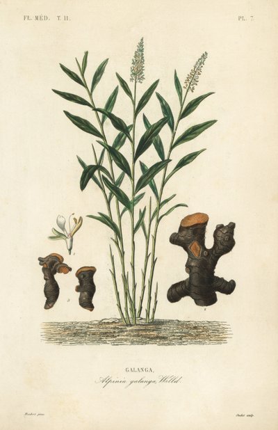 Alpinia galanga da Unbekannt