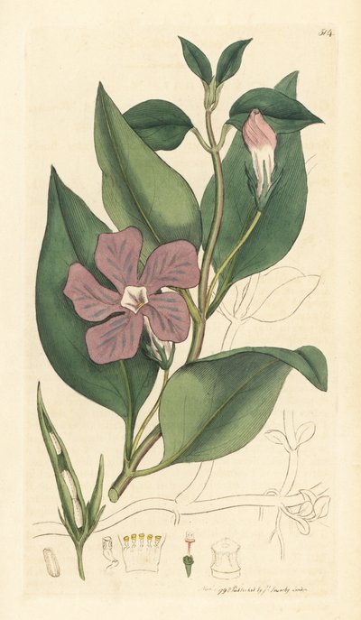 Pervinca maggiore, Vinca major (grande pervinca) Incisione a mano colorata da un disegno di James Sowerby per English Botany di James Smith da Unbekannter Künstler