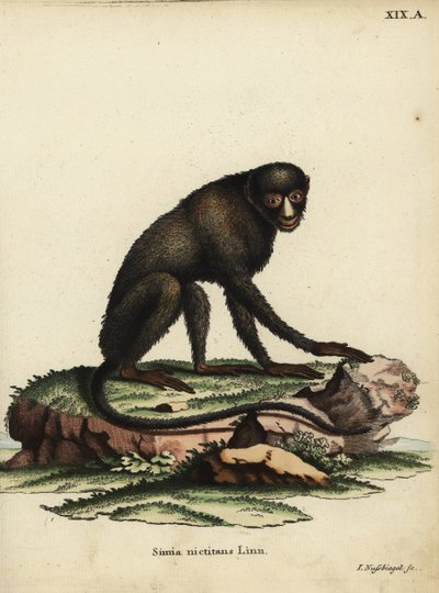 Scimmia dal naso macchiato maggiore o scimmia dal naso di stucco. Cercopithecus nictitans. Simia Nictitans Linn. Incisione a mano colorata su rame di Johann Nussbiegel da Illustrazioni animali di Johann Christian Daniel Schreber da Unbekannter Künstler