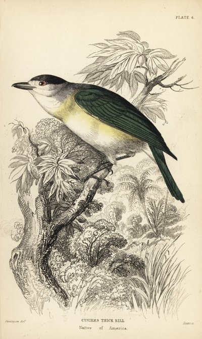 Becard dal dorso verde, Pachyramphus viridis da Unbekannter Künstler