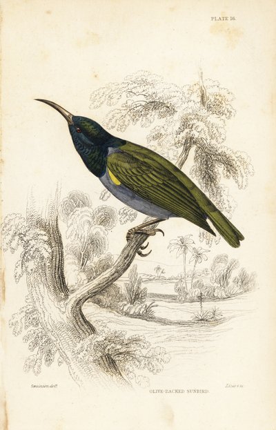 Nettarinia dalla testa verde (Bassa Guinea), Cyanomitra verticalis cyanocephala (Nettarinia dal dorso oliva, Cinnyris chloronotus). Incisione su acciaio colorata a mano di William Lizars su disegno di William Swainson dalla Naturalist