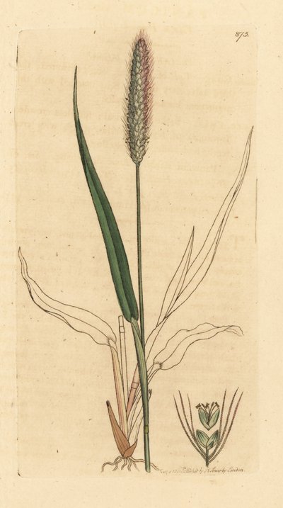 Erba di volpe verde, Setaria viridis. Incisione a mano colorata da un disegno di James Sowerby per 