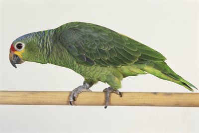 Pappagallo verde che cammina su una barra di legno, vista laterale da Unbekannt