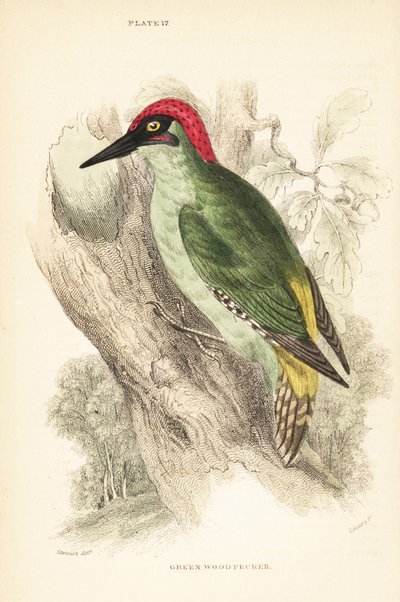 Picchio verde, Picus viridis, posato su un albero. 1889 (incisione) da Unbekannter Künstler